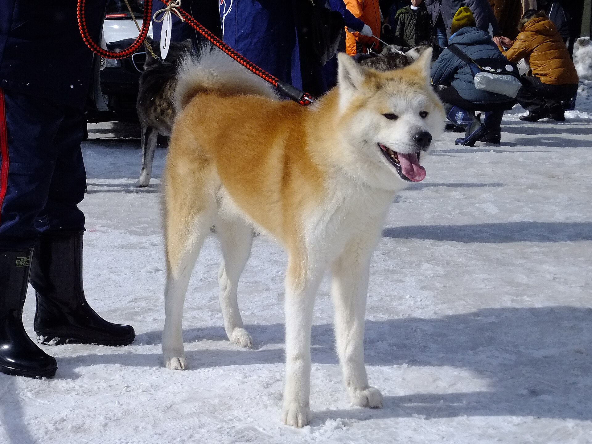 Akita Inu Dogs