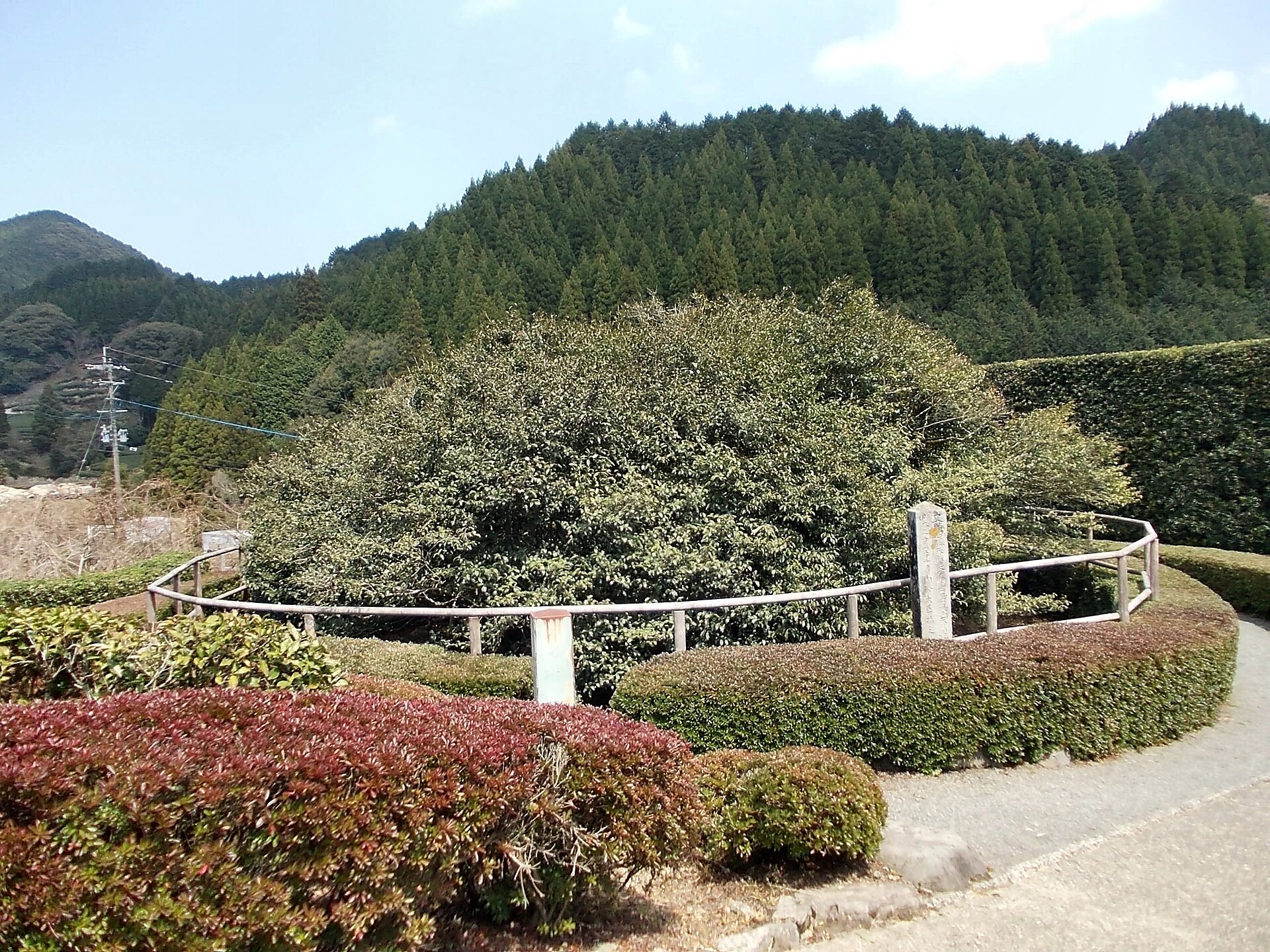 Ureshino Tea